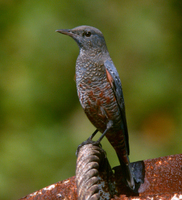 바다직박구리 Monticola solitarius | blue rockthrush