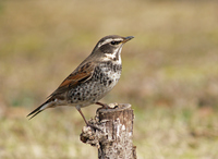 개똥지빠귀 [dusky thrush]