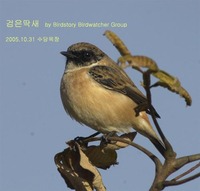 검은딱새 Common Stonechat