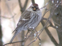 Common Redpoll