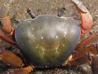 Cardisoma armatum