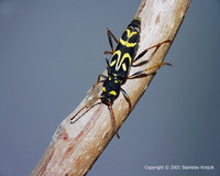 Clytus tropicus