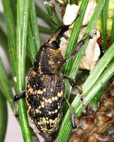 Hylobius abietis - Pine Weevil