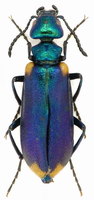 Lytta kashmirensis