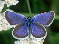 Plebeius argus - Silver-studded Blue