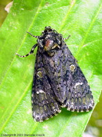 Craniophora ligustri - The Coronet