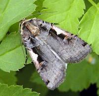 Xestia c-nigrum - Setaceous Hebrew Character