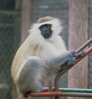 Vervet (Chlorocebus pygerythrus)