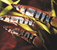 Epiplatys dageti dageti, Redchin panchax: aquarium