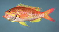 Anthias nicholsi, Yellowfin bass: