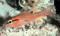 Apogon evermanni, Evermann's cardinalfish: