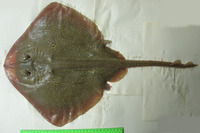 Raja polystigma, Speckled ray: