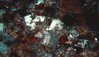 Scorpaenopsis brevifrons, Bigmouth scorpionfish:
