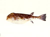 Torquigener tuberculiferus, :