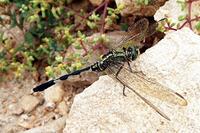 Orthetrum sabina