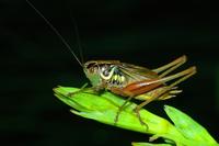 Bicolorana roeselii - Roesel's Bush-Cricket