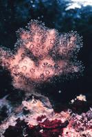 Pocillopora damicornis - Bird's Nest Coral