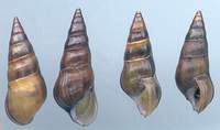 Fagotia daudebartii thermalis