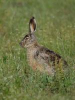 Image of: Lepus oiostolus (woolly hare)