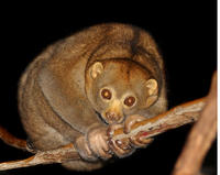 Image of: Nycticebus coucang (slow loris)