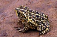 Image of: Bufo ocellatus