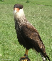 Caracara plancus - Crested Caracara