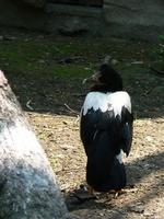 Anseranas semipalmata - Magpie Goose