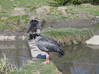 Chauna torquata - Southern Screamer