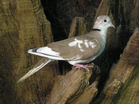 Streptopelia roseogrisea - African Collared-Dove