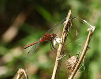 Image of: Sympetrum internum