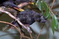 Chalcopsitta atra - Black Lory