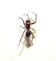 Image of: Theridiidae (cobweb weavers)