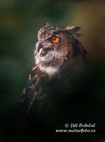Bubo bubo - Eagle Owl