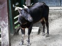 Bubalus depressicornis - Lowland Anoa