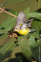 Image of: Dendroica magnolia (magnolia warbler)