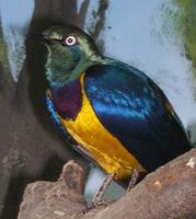 Image of: Lamprotornis regius (golden-breasted starling)