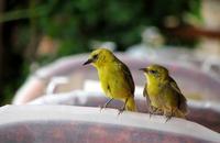 Image of: Ploceus pelzelni (slender-billed weaver)