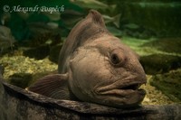 Anarhichas lupus - Atlantic Wolffish