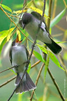 Image of: Tyrannus tyrannus (eastern kingbird)
