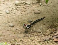 Image of: Vidua macroura (pin-tailed whydah)