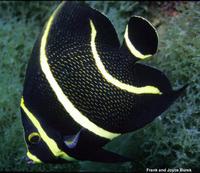 Pomacanthus paru - French angelfish