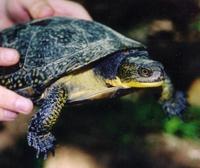 Image of: Emydoidea blandingii (Blanding's turtle)