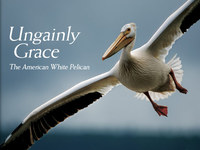 Pelican Grace @ National Geographic Magazine