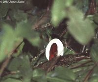 Ivory-breasted Pitta - Pitta maxima