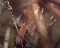 Golden Parrotbill - Paradoxornis verreauxi