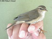 Dusky Warbler - Phylloscopus fuscatus