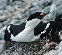 Antarctic Shag - Phalacrocorax bransfieldensis