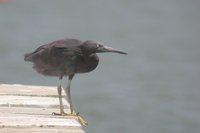 Pacific Reef-Heron - Egretta sacra