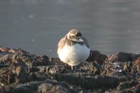 Long-billed Plover - Charadrius placidus