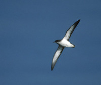 Manx Shearwater (Puffinus puffinus) photo